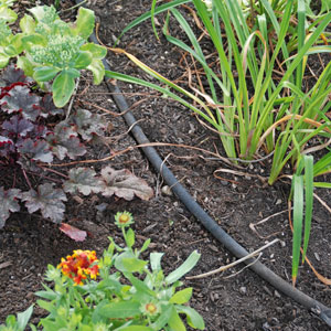 Don’t Let Summer Droughts Stop You from Gardening Image